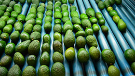 IRD for avocados, avocado damage from handling