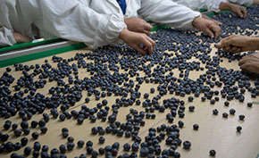 blueberry IRD, damage to blueberries, impacts on blueberries, blueberry handling systems